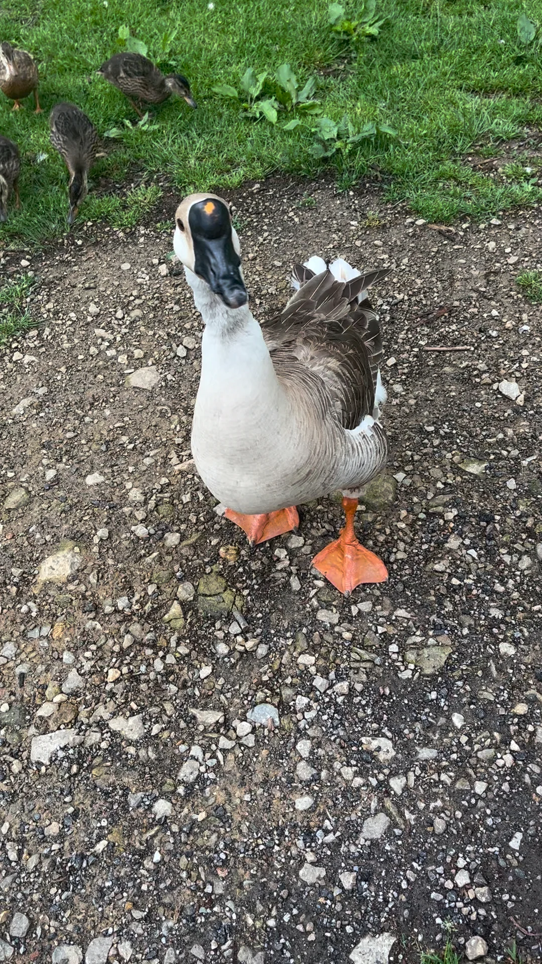 McNeely Lake Park – A Hidden Gem for Nature Lovers