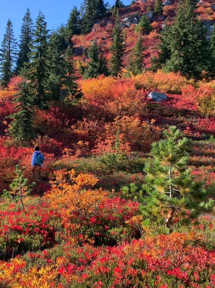 Seattle Area | Breathtaking Autumn Scenery at Mount McCausland