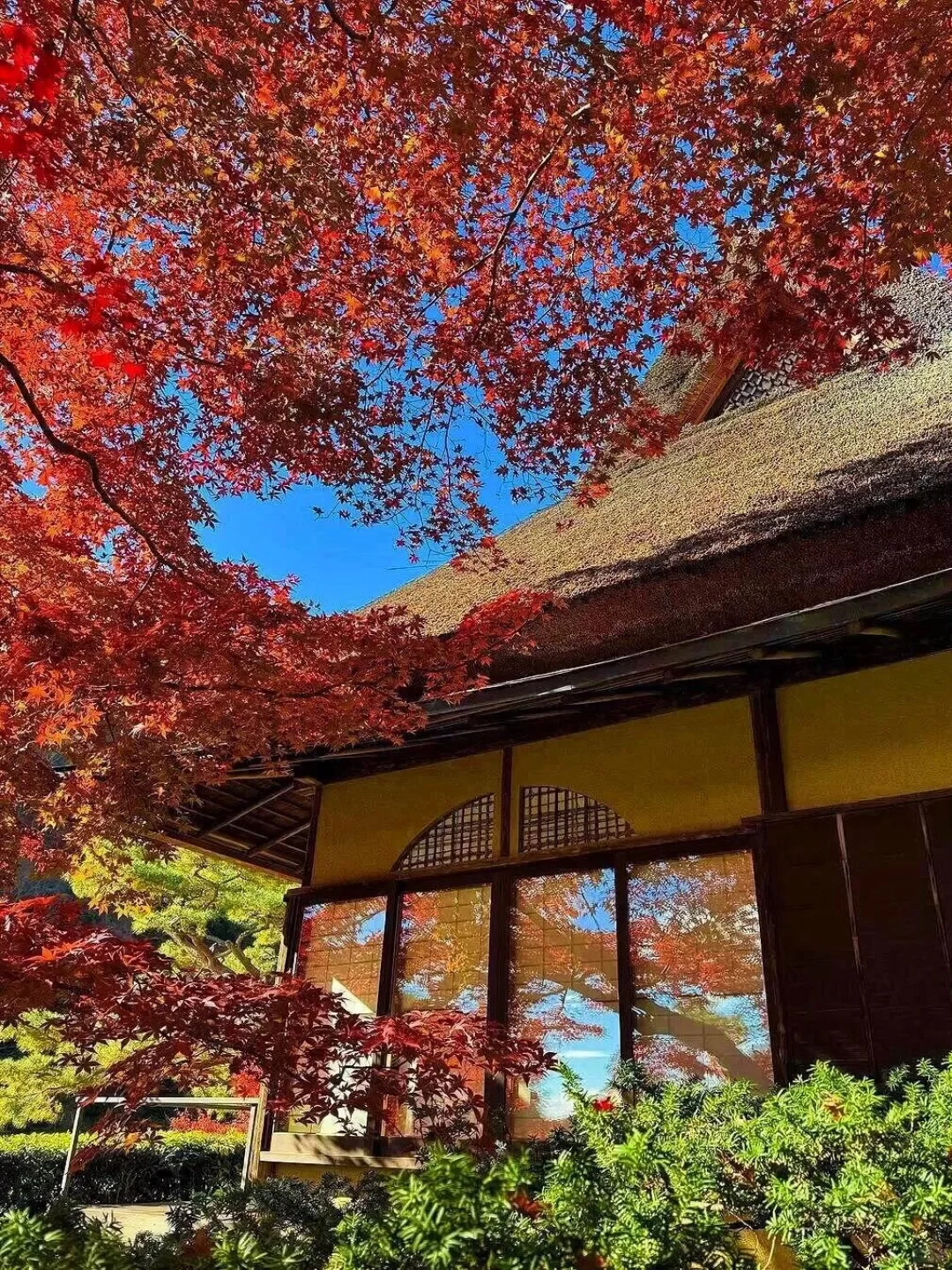 Kyoto Latest Update!! Hotel Prices Plummet to Unbelievable Lows! 😭😭