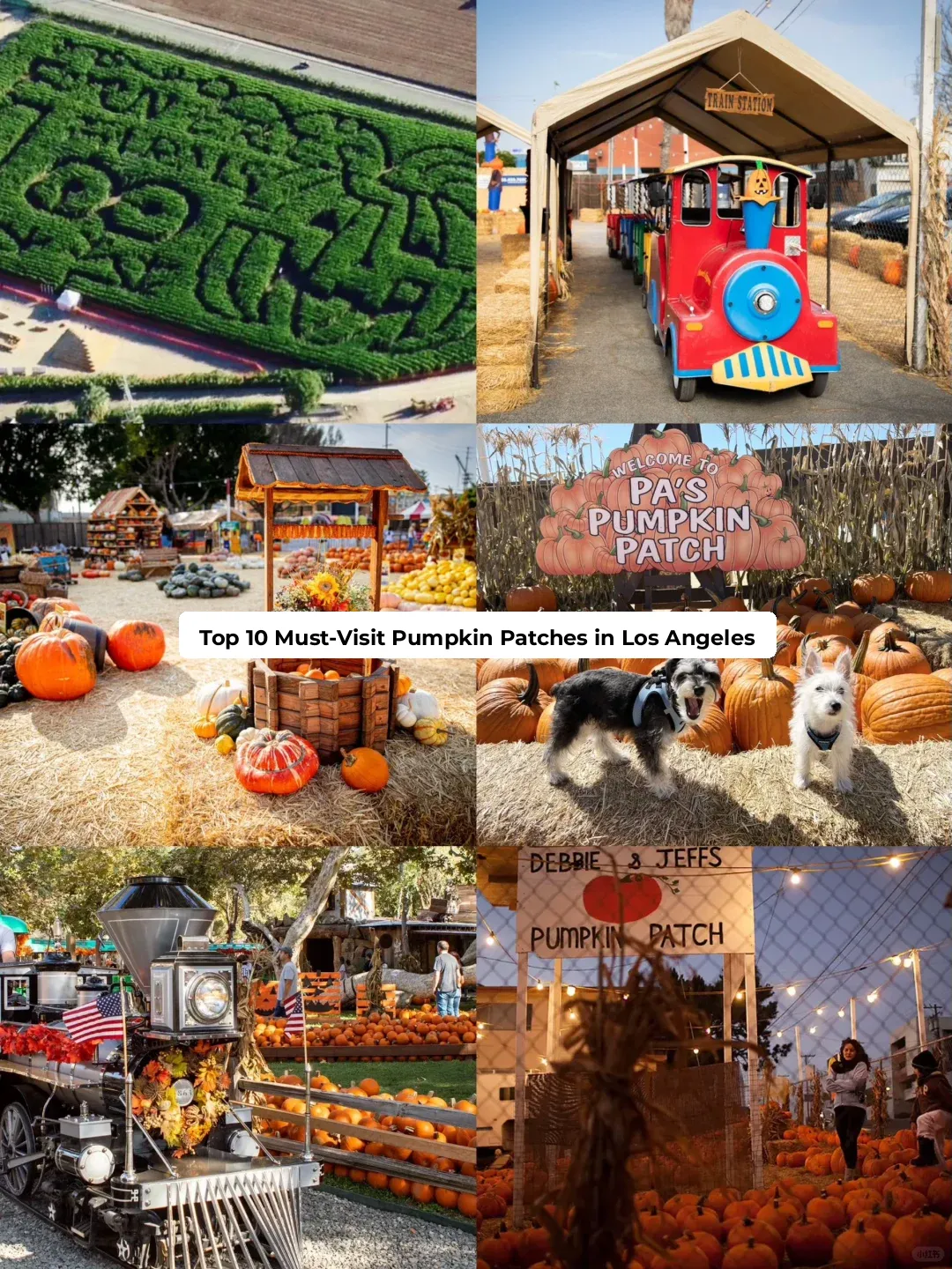 LA's Top Pumpkin Patches 🎃 List + Guide is Here!