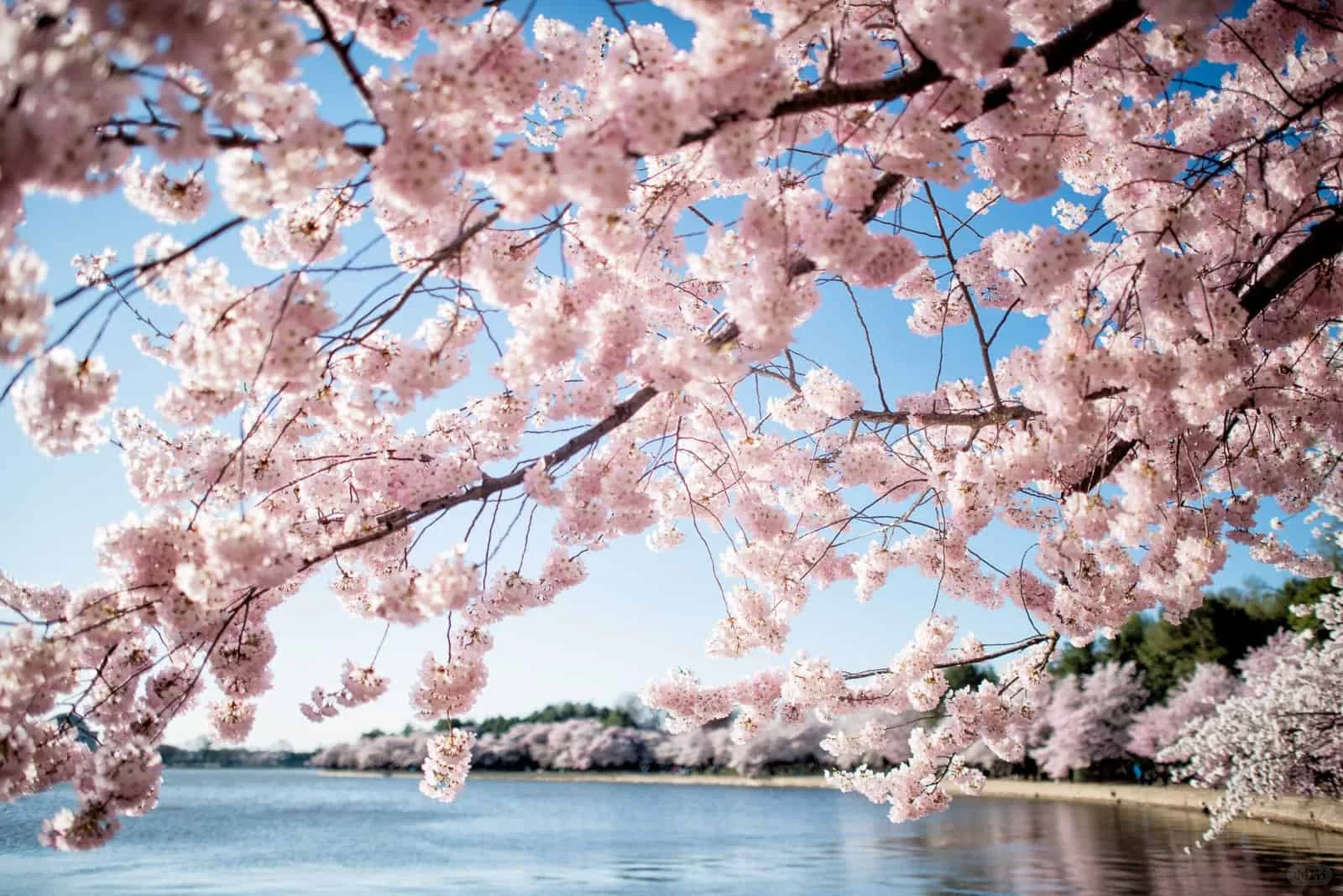 This Type-A Planner Presents the Ultimate 2025 Washington DC Cherry Blossom Season Guide🔥