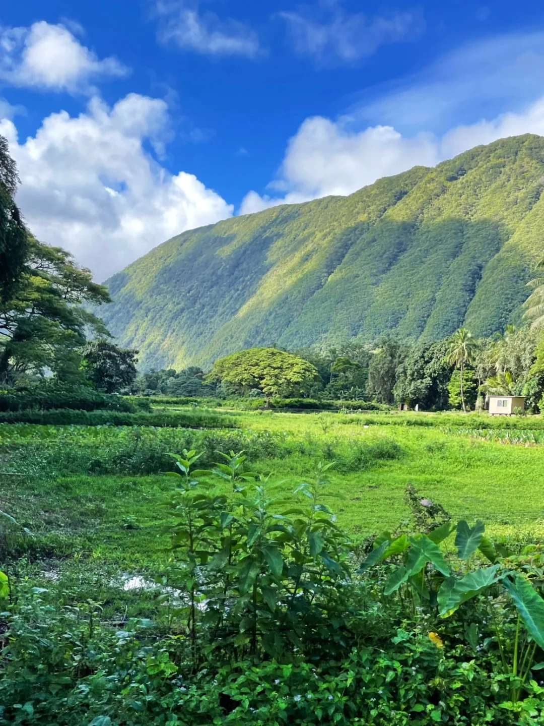 Hawaii | Highly Recommend the Waipio Valley Shuttle for Your Big Island Adventure