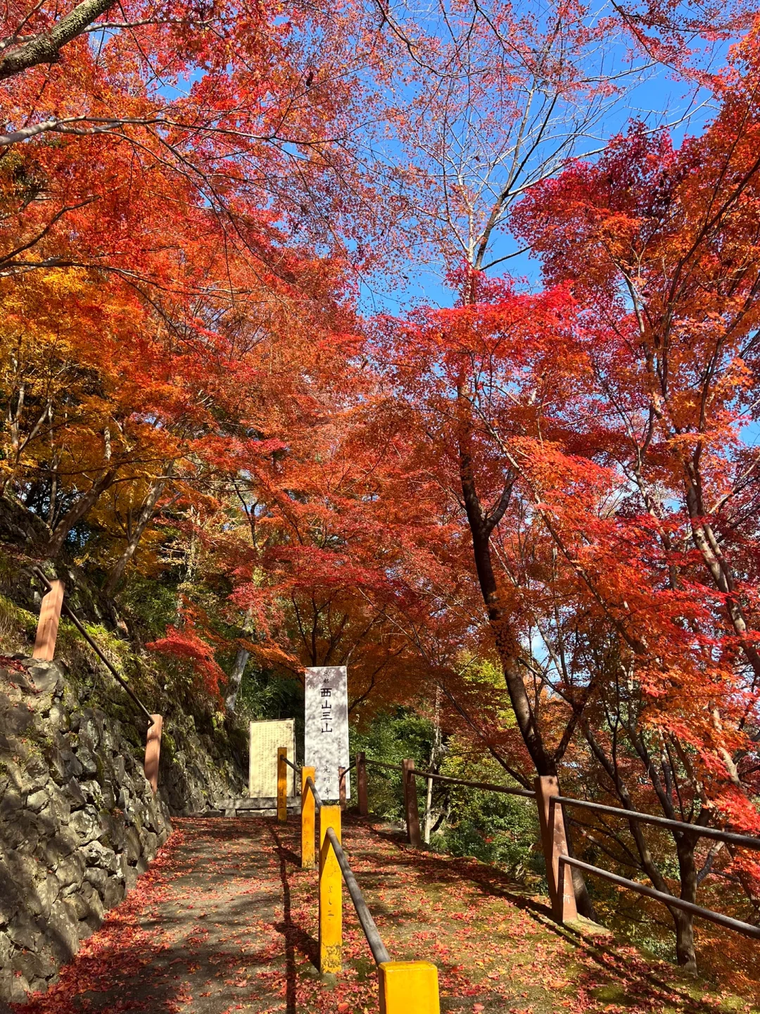 Hidden Gem: 30-Minute Train Ride from Osaka Station to a Less Crowded, Stunning Maple Viewing Spot
