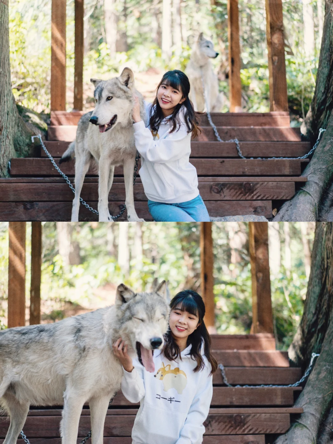 Unforgettable Experience‼️ Taking a Walk in the Forest with a Wolf Pup 🐺