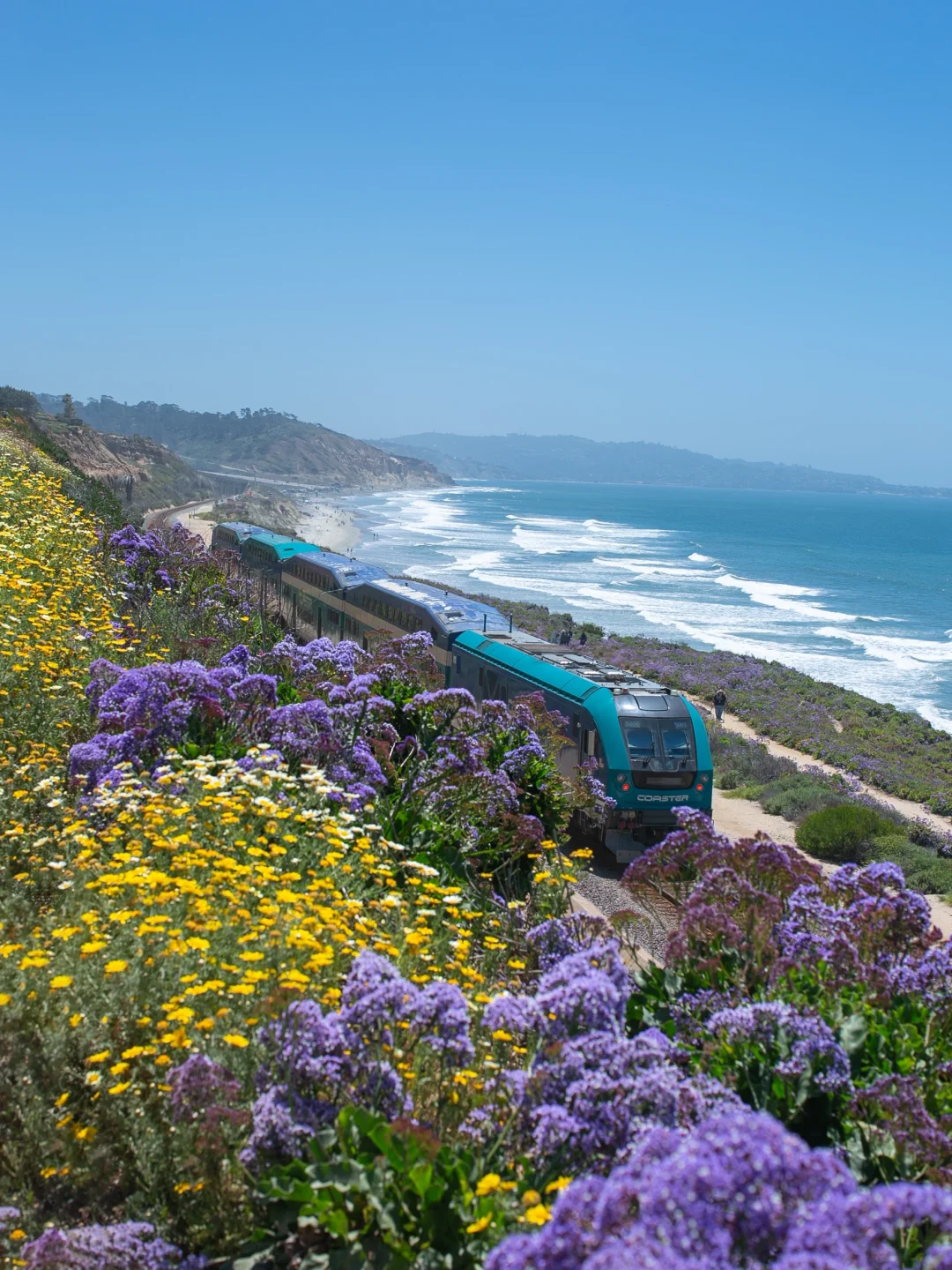 Sea Cliff Coastal Trail | The Most Beautiful Flower Path in San Diego