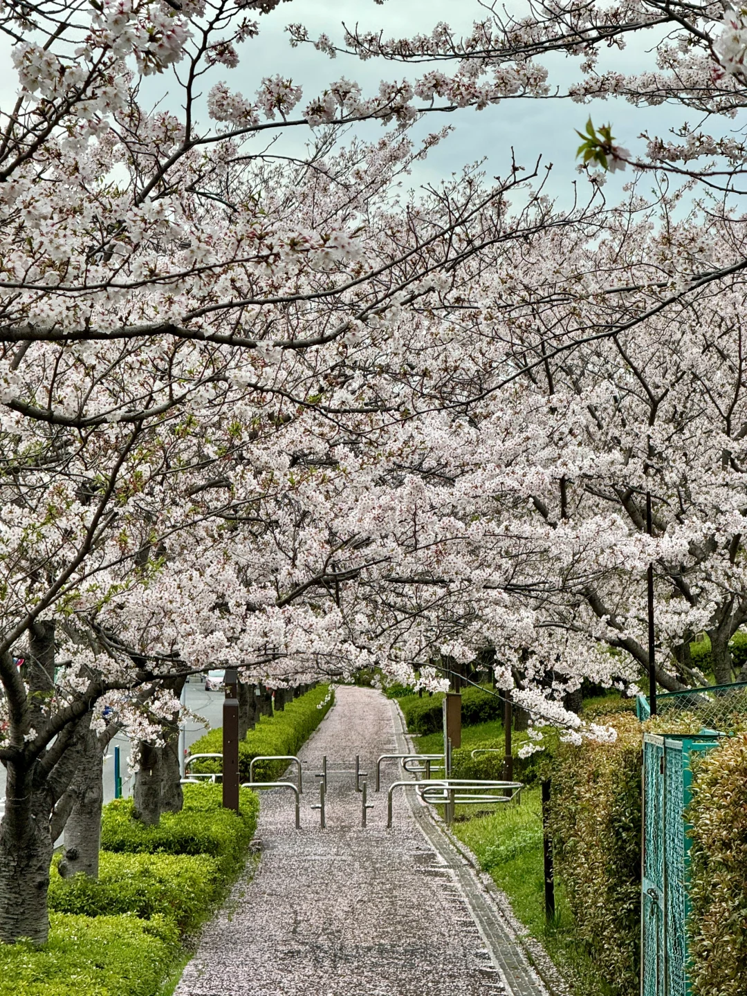 Tokyo's Ultra-Niche Sakura Avenue: A Hidden Gem Unknown to Average Travelers