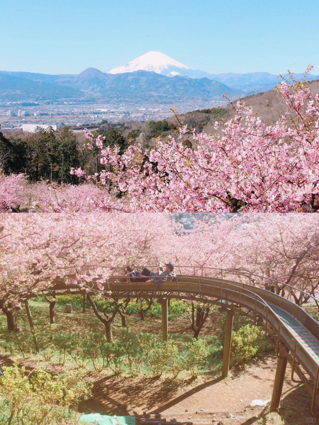 Offbeat Sakura Spots｜Score Both Mt. Fuji and Cherry Blossoms 🌟