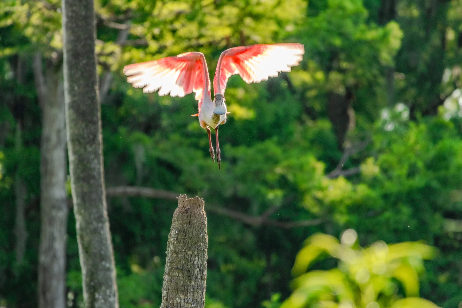 Great Spot for Hiking in Orlando: Orlando Wetlands