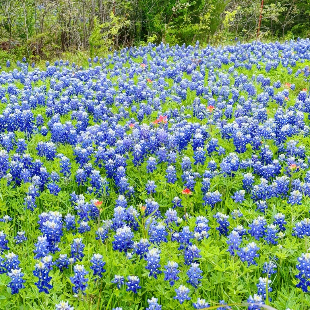 The Bluebonnets in Dallas Are in Full Bloom!