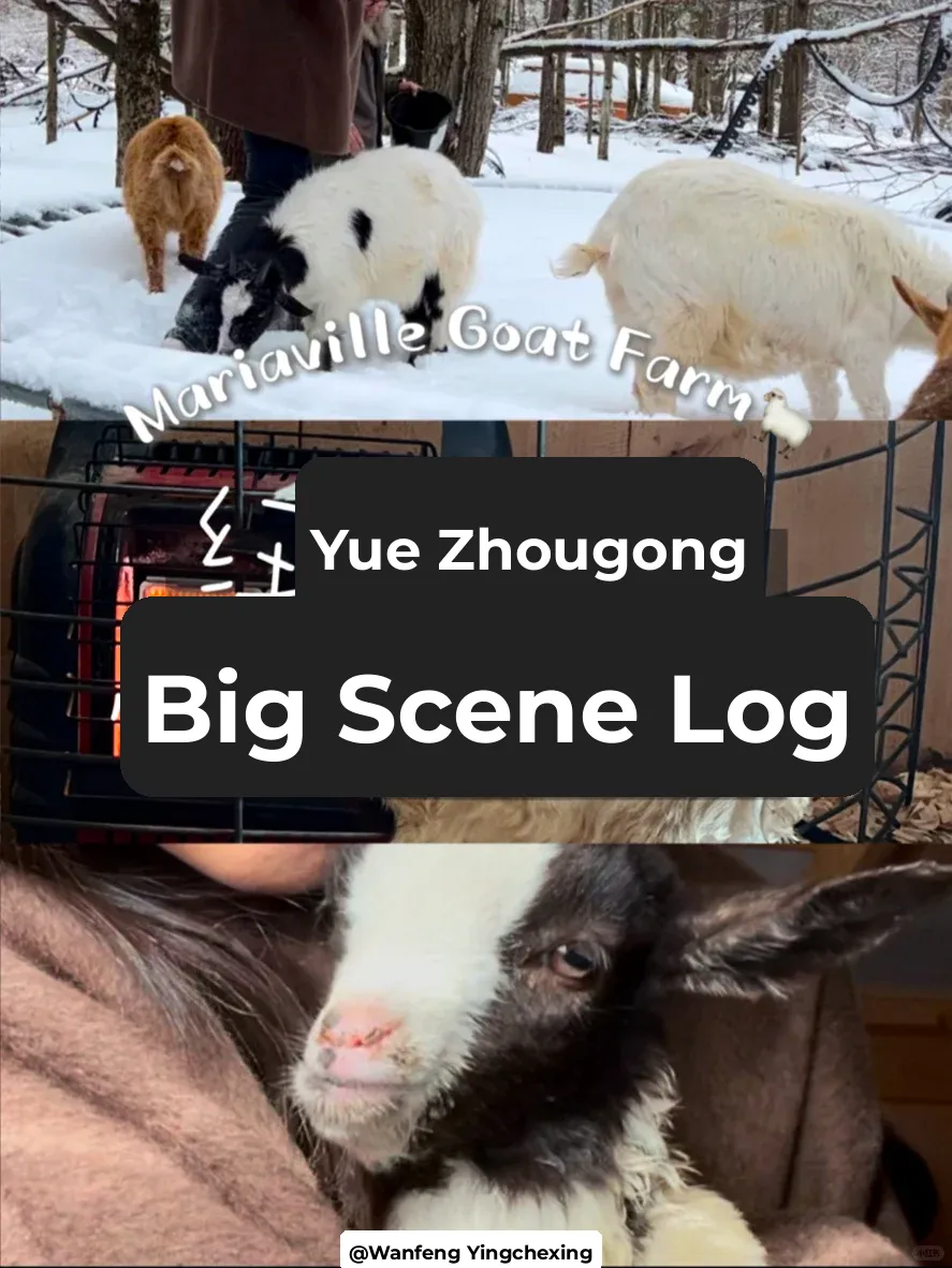 New York Vlog｜I Got to Pet the Adorably Clingy Lamb Baby. ˚◞♡