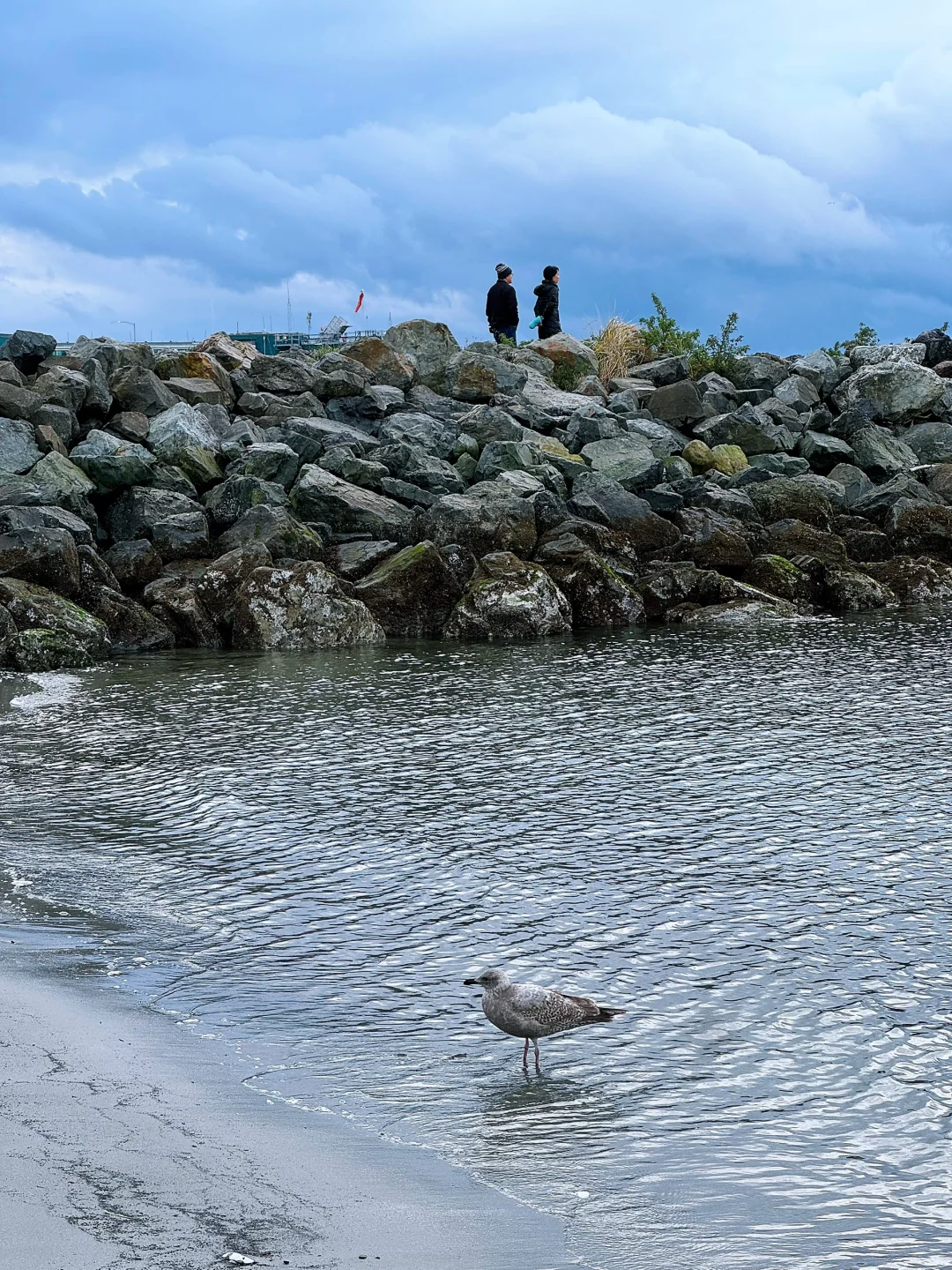 Seattle Weekend | A Seaside Spot Teeming with Adorable Wildlife 🦀
