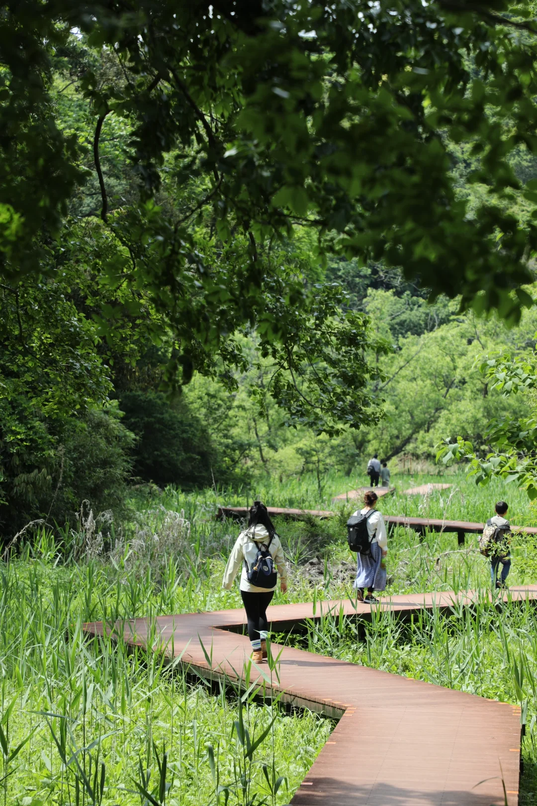 Tokyo Vicinity | A 2-Hour Escape to the "Peach Blossom Paradise" Hiking Forest