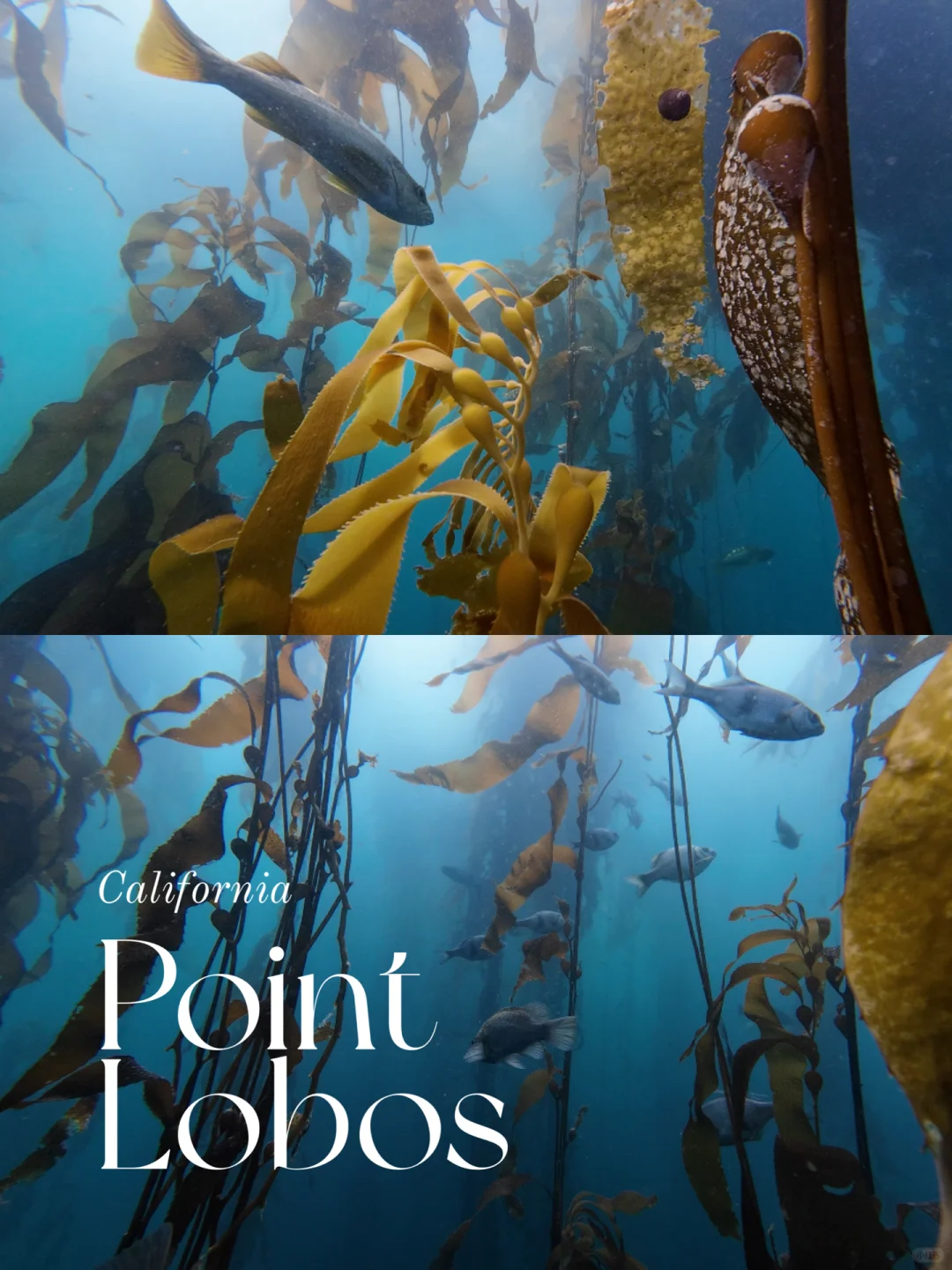 California Diving｜Immersive Deep-Sea Navigation Adventure 🤿