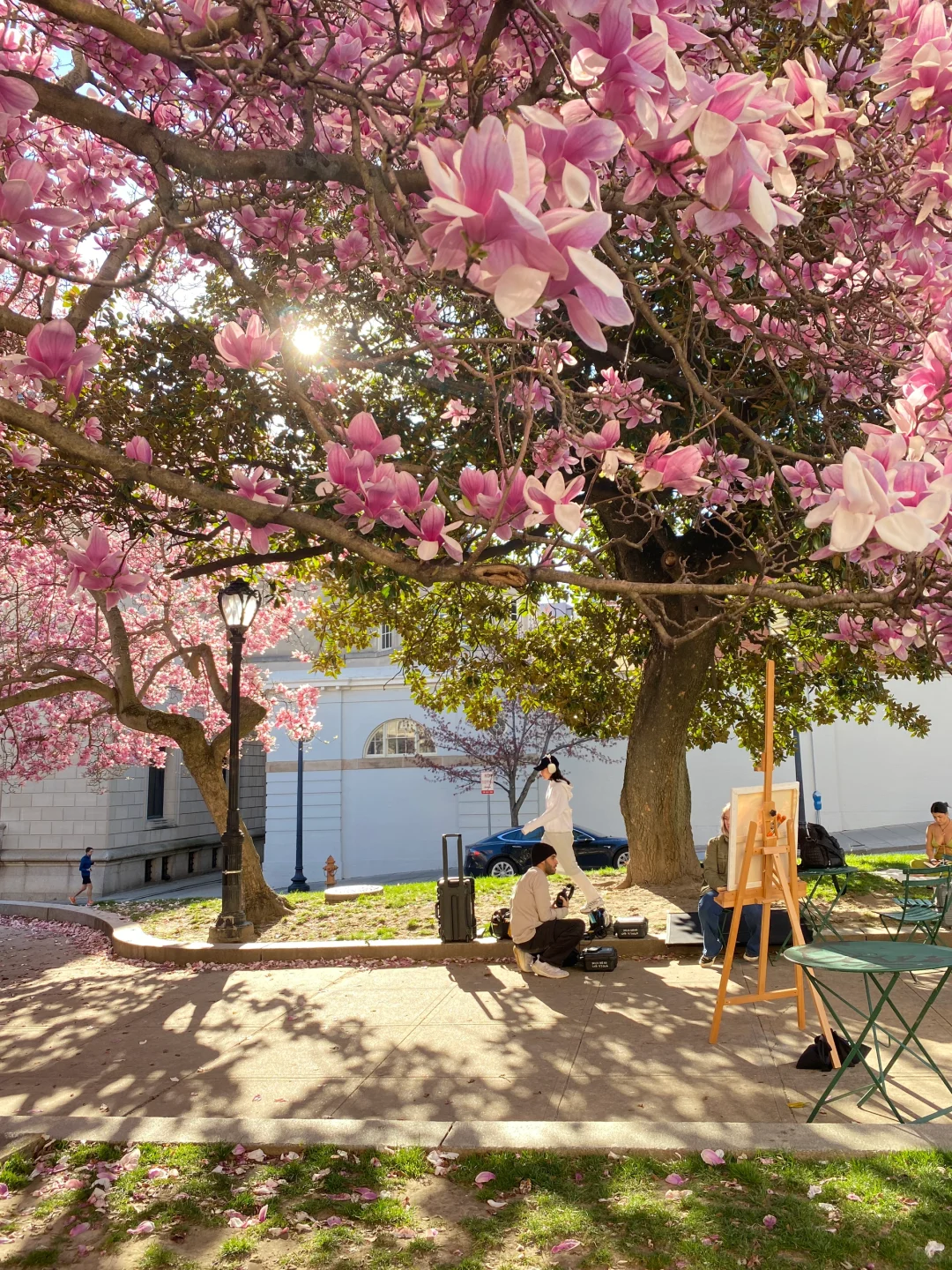 In Baltimore | Magnolia Blossoms