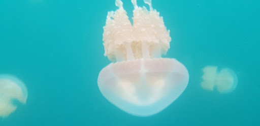 Jellyfish Lake in Mecherchar, Palau - reviews,open hours,photo spots ...