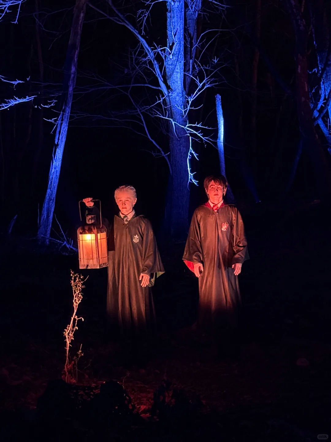 DMV New Activity | Harry Potter Forbidden Forest 🌳
