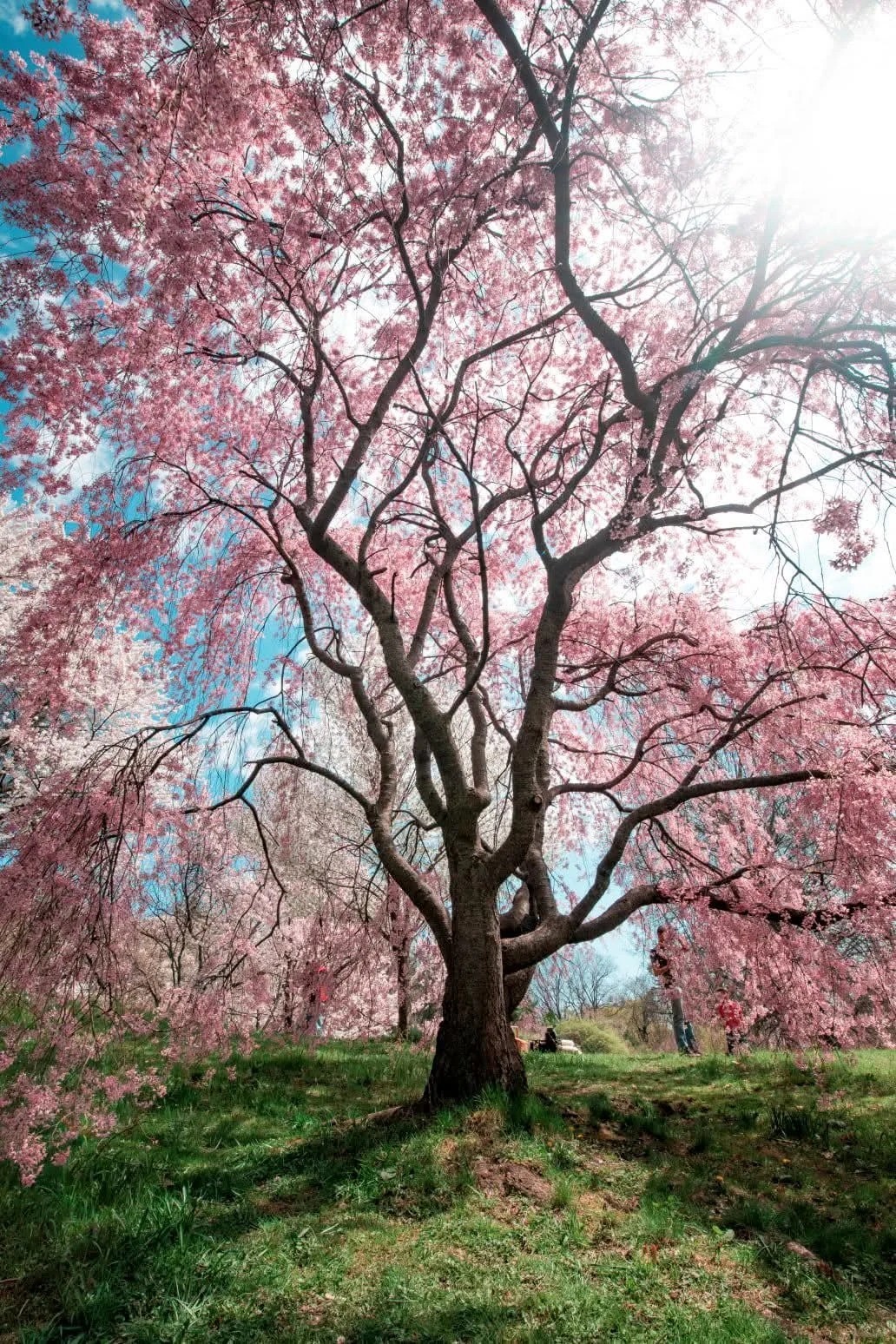 🌸 Where to See Cherry Blossoms in Rochester? by Maya Torres ...